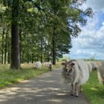 Drentse schapen op het fietspad van Jeroen