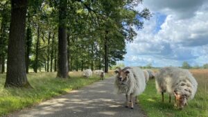 Drentse schapen op het fietspad van Jeroen