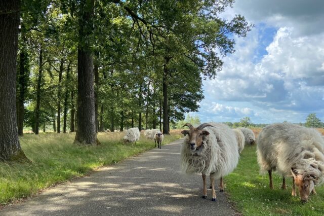 Drentse schapen op het fietspad van Jeroen