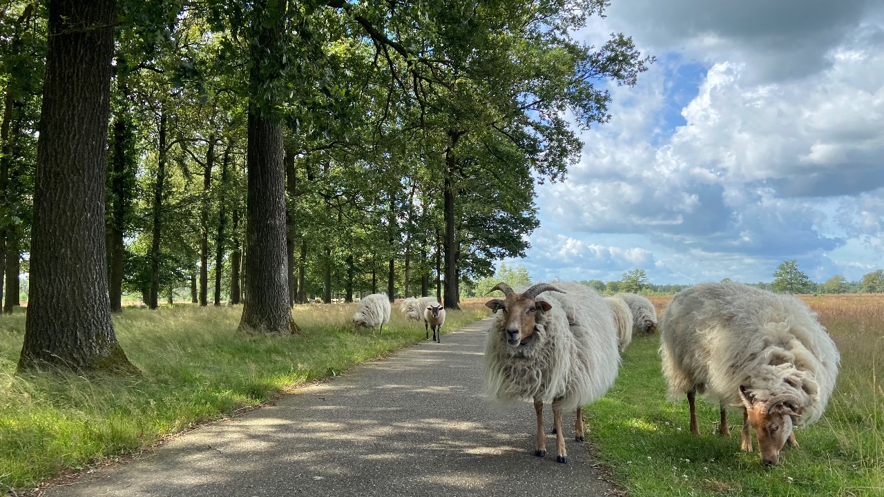 Drentse schapen op het fietspad van Jeroen